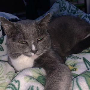 Meet your Posher, Alexa